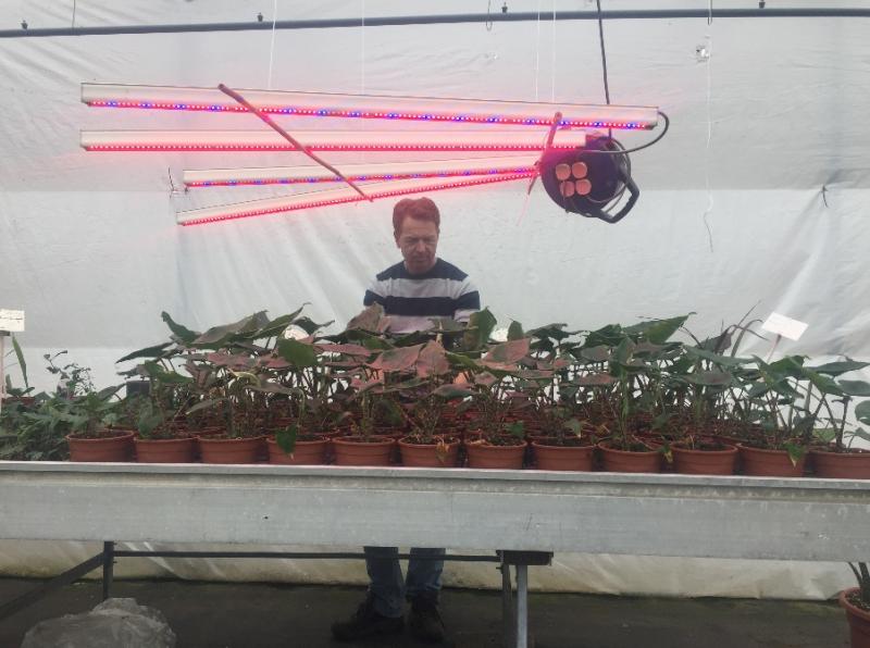 Plants testing under LED Lights