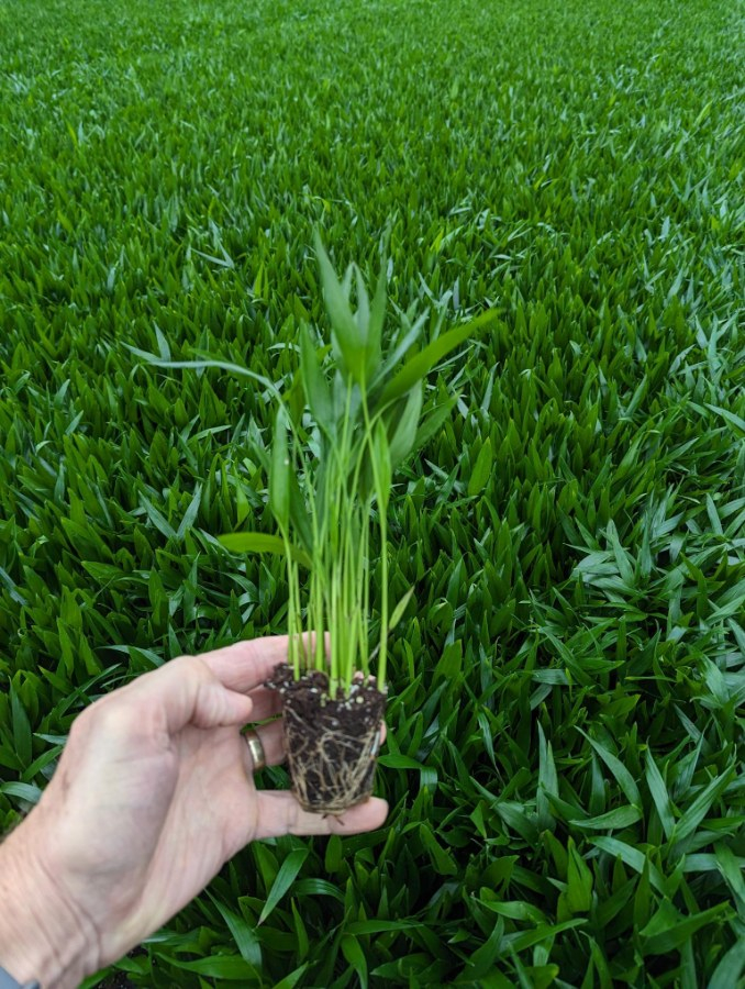 Chamaedorea cataractarum PLANTS